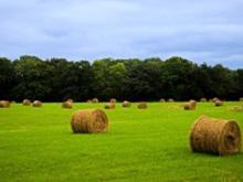 Crop production for main crops in year 2016 - provisional data Crop production for main crops in year 2016 - provisional data
