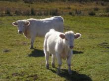 Cow's milk collected and production of milk products Cow's milk collected and production of milk products
