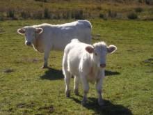 Cow's milk collected and production of milk products