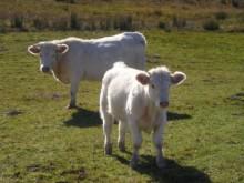 Cow's milk collected and production of milk products Cow's milk collected and production of milk products