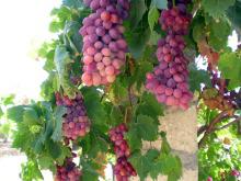 Potentialul productiv al plantatiilor pomicole si al plantatiilor viticole destinate productiei de struguri de masa in anul 2012