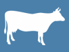 Efectivele de bovine la 1 iunie 2024