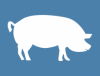 Efectivele de porcine la 1 mai 2024